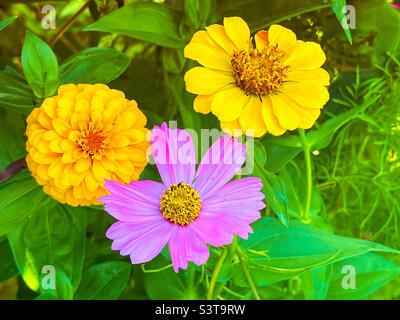 Fiori di Zinnia e cosmo in un giardino sul retro Foto Stock