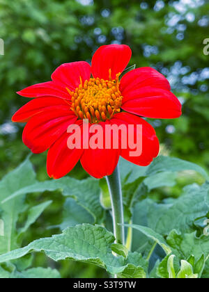 Luminoso e allegro girasole messicano che cresce in un giardino di fiori selvatici. Foto Stock