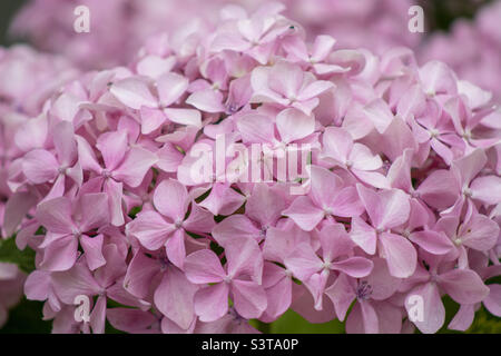 Un gruppo di fiori rosa di ortangea in piena fioritura Foto Stock