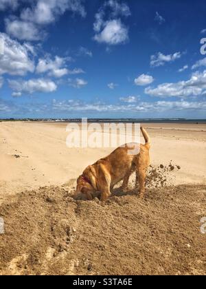 Un cane scavando un buco profondo in una spiaggia di sabbia deserta mentre in vacanza estiva in una giornata calda e soleggiata Foto Stock