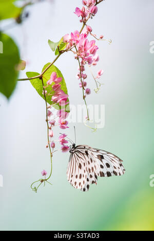 Farfalla esotica su una pianta, bellezza nella natura. Macro primo piano, Foto Stock