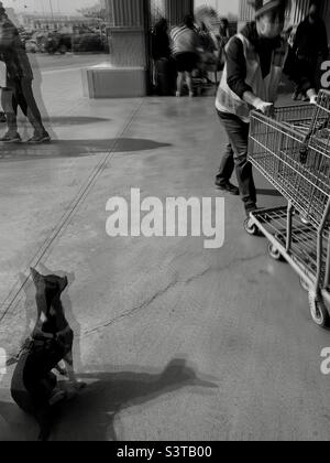 Il lavoratore maschio stava spingendo i carrelli di shopping verso uno spettatore mentre un Giwawa nero stava guardando al lavoratore ed era legato dalla colonna di costruzione sull'angolo in basso a sinistra della foto. Foto Stock