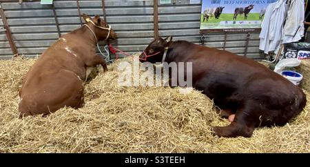 Bestiame a tre contee mostra 2022 Foto Stock