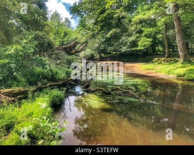 Fiume Lymington in primavera, New Forest Brockenhurst Hampshire Regno Unito» Foto Stock