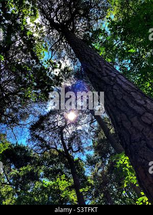 Sole che splende attraverso gli alberi Foto Stock