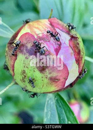 Formiche che strisciare su un fiore di peonia rosa non aperto Foto Stock