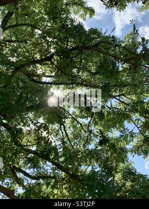 La luce del sole che fascio attraverso rami di albero e foglie Foto Stock