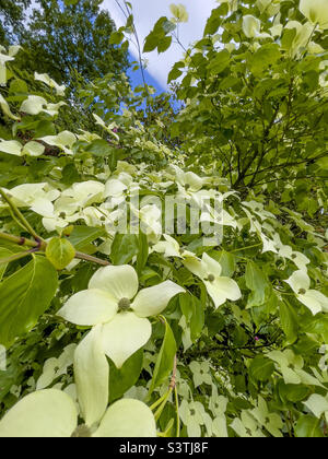 Cremoso bianco bratti di Cornus capitata anche noto come Himalayan sempreverde dogwood. Foto Stock