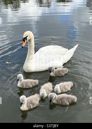 Cigno Muto per adulti (Cygnus olor) con cigneti giovani Foto Stock