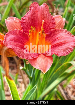 Una fioritura di fiori freschi di giglio. Foto Stock