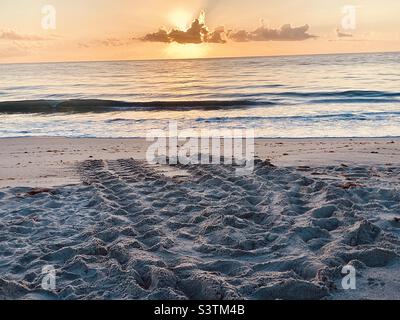 Alba sull'oceano su sentieri di tartarughe marine nidificanti. Foto Stock