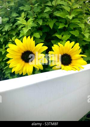 Bellissimi girasoli luminosi nel giardino estivo Foto Stock