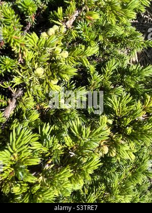 Bacche di ginepro verdi su un cespuglio Foto Stock