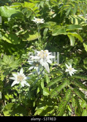 Alga giapponese che cresce selvaggia Foto Stock