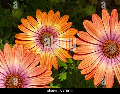 Margherite arancioni, fresche dal vivaio e pronte per essere piantate in un giardino nel cortile dello Utah, USA. Foto Stock