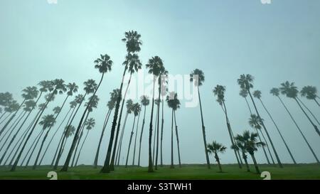 Vista grandangolare, guardando in su a molte alte palme isolate contro sfondo nebbia in California Foto Stock