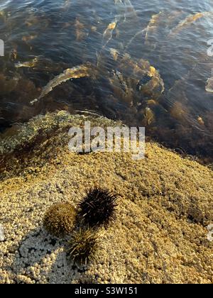 Ci sono ricci di mare su una roccia con kombu kelp alga sfondo Foto Stock