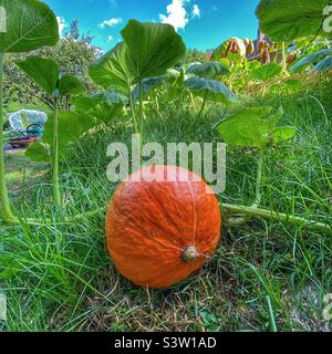 Inverno squash maturazione sulla vite Foto Stock