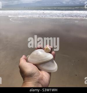 Una donna che tiene conchiglie trovato sulla spiaggia. Foto Stock