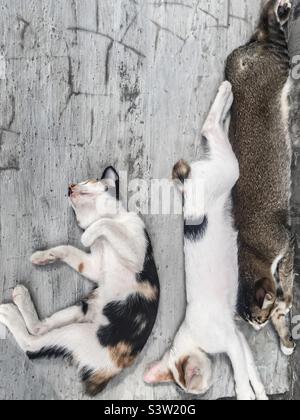 tre gattini dormono sulla terrazza della casa, molto carino e divertente Foto Stock