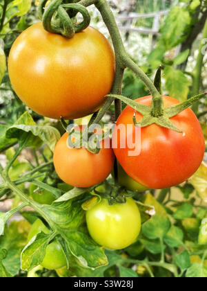 Pomodori di maturazione sulla pianta. Foto Stock
