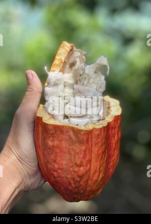 Cacao appena raccolto o cacao in grani. Fagioli in polpa dolce di cialda appena tagliata. Sono essiccati al sole e fermentati per diventare cioccolato. Assomiglia a una palla di rugby mentre la pelle è marrone-rosso-arancio Foto Stock