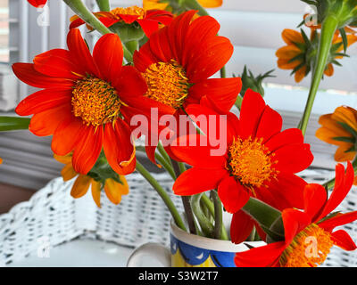 Tagliare i girasoli messicani in una tazza decorativa Foto Stock