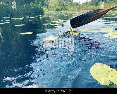 Una pagaia in canoa su un lago svedese in estate Foto Stock