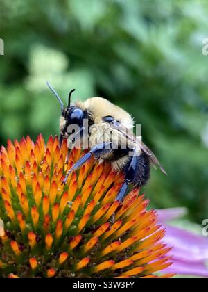 Macro shot di un bombus Impatiens, più comune noto come un'ape bumble orientale arroccato su un coneflower viola. Foto Stock