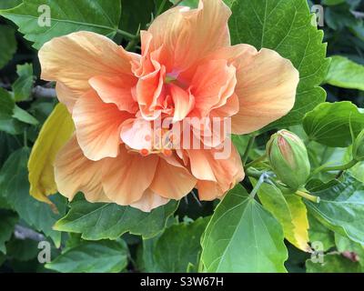 Fiore e germoglio di ibisco doppio color pesca Foto Stock