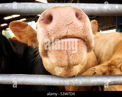 Primo piano del naso grande e muso di una mucca dietro le sbarre Foto Stock