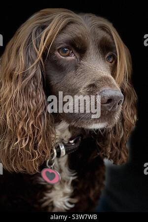Cocker spaniel Foto Stock