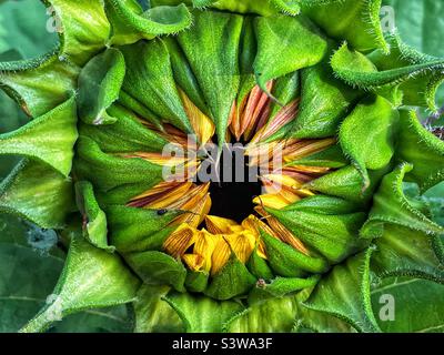 Bocciolo di girasole pronto per l'apertura. Foto Stock