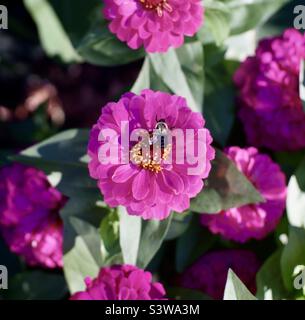 Un Bumblebee alla ricerca di nettare su un elegante Zinnia al mattino presto sole. Foto Stock