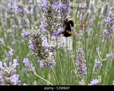 Bumblebee raccolta nettare da pianta di lavanda Foto Stock