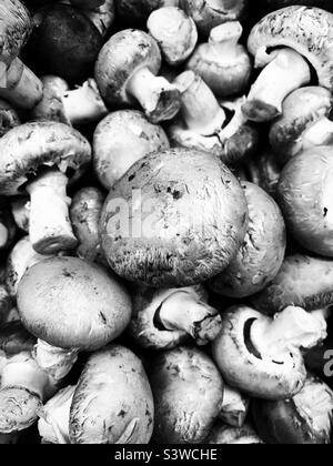 Deliziosi funghi bianchi sciolti freschi in vendita nella sezione dei prodotti in bianco e nero. Foto Stock