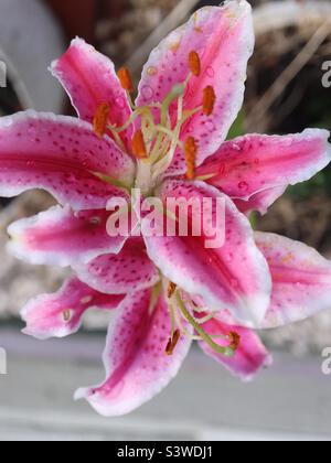 Lilly in una doccia a pioggia Foto Stock