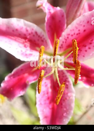 Giglio di macro Foto Stock