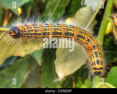 Falena a punta di buff caterpillar (Phalera bucephala) Foto Stock