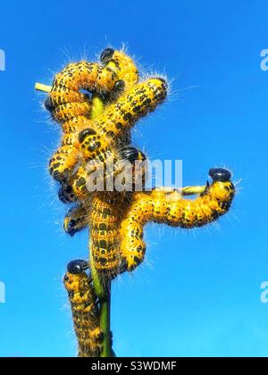 Brucia-punta brucia bruchi caterpilars (Phalera bucephala) preparandosi a molt Foto Stock