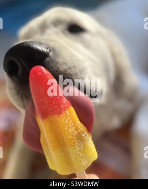 Cane leccando un Lolly di ghiaccio in una giornata calda. Foto Stock