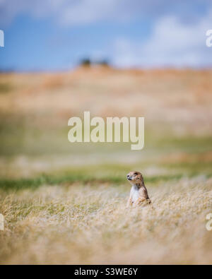 Prairie Dog nel Badlands National Park Foto Stock