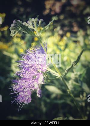 Salvia russa fiori viola. Foto Stock