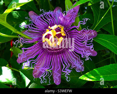 Fiore della Passione viola che cresce in un cortile posteriore della Florida Foto Stock