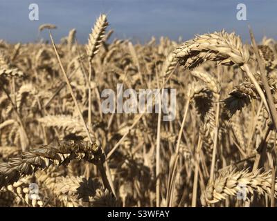 Primo piano di grano pronto per il raccolto Foto Stock