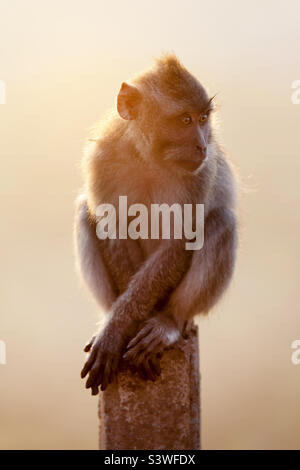 Simpatica scimmia a Bali all'alba, fauna selvatica Foto Stock