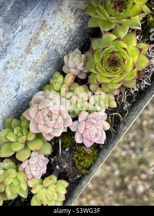 Succulenti assortiti: Echeveria, Semprevivum e Severia Foto Stock