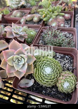 Succulenti assortiti in pentole quadrate - Cobweb Semprevivum Foto Stock