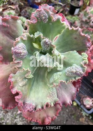 Echeveria Frillie "Partydress" Foto Stock