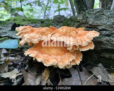 Funghi arancioni che crescono su albero caduto nella foresta Foto Stock